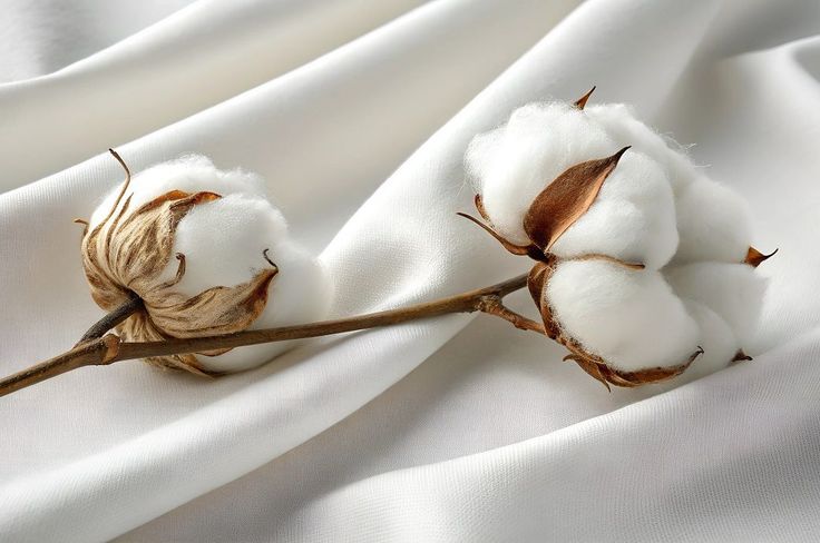 Coton